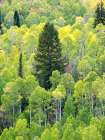 USA-Utah-Logan Canyon Colorful aspens in autumn Art Print